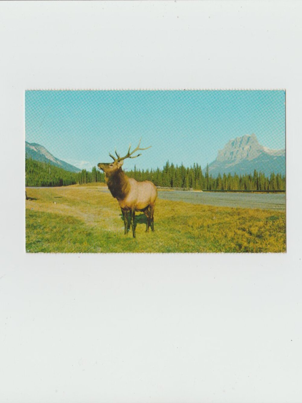 Canada Rockies Bull Elk " Wapiti" Postcard